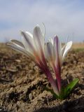 Colchicum kesselringii