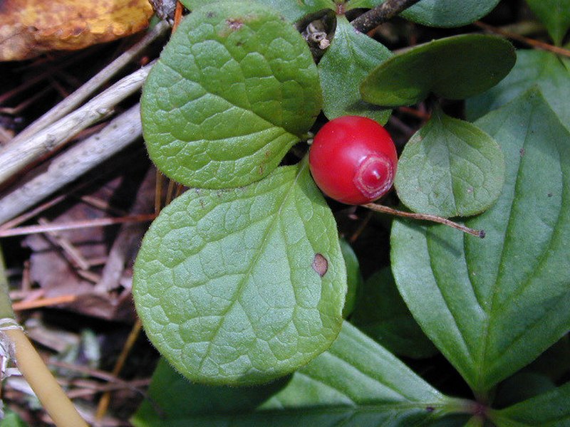 Image of Vaccinium praestans specimen.