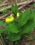 Cypripedium calceolus. Цветущее растение около лесной тропы. ФРГ, Тюрингия, окрестности Йены. Май 2007 г.