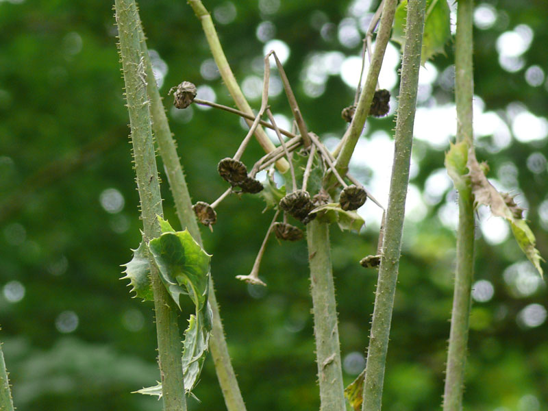 Изображение особи Sonchus arvensis.