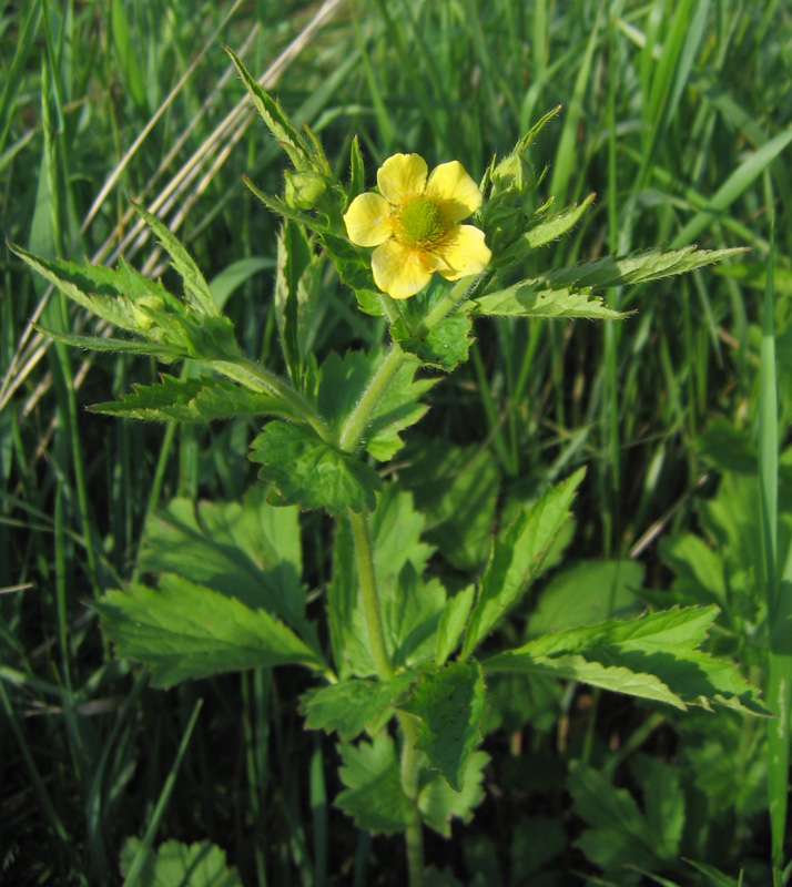 Изображение особи Geum aleppicum.