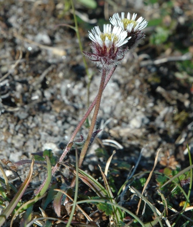 Изображение особи Erigeron uniflorus.