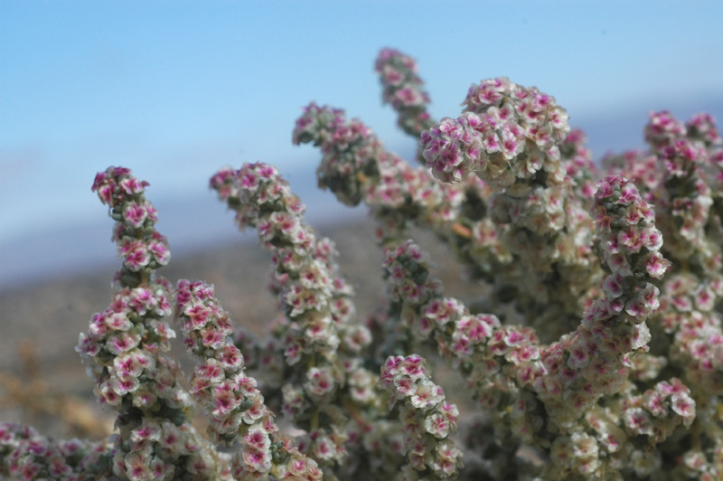 Image of Halogeton glomeratus specimen.