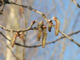 Populus alba. Верхушка побега с мужскими соцветиями. Тамбовская обл., Петровский р-н, окр. с. Покровское, обочина дороги. 26.04.2015.