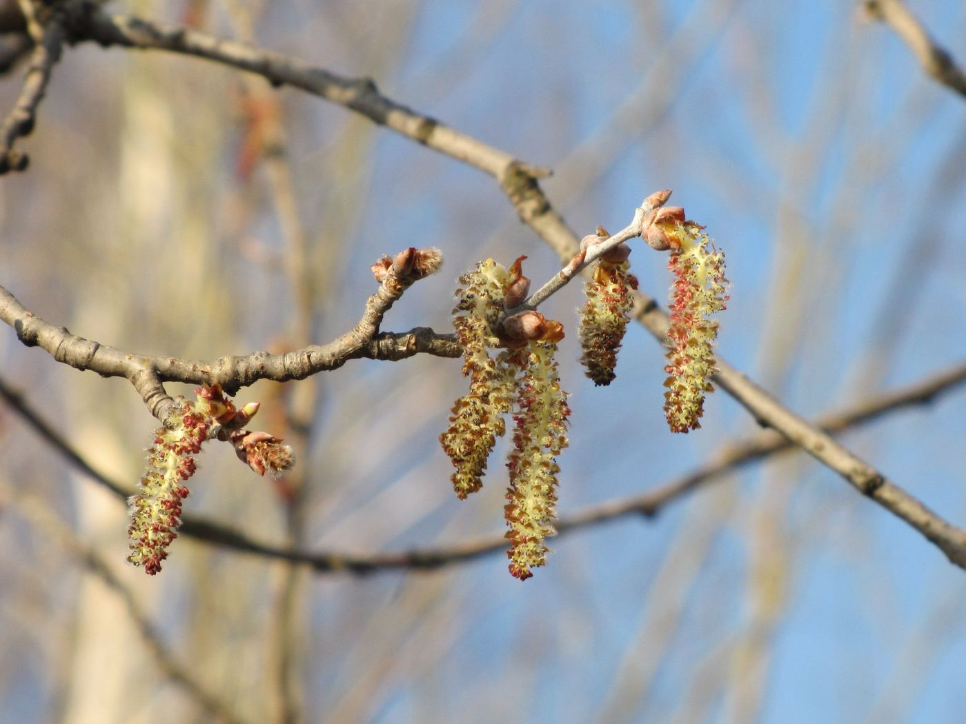 Изображение особи Populus alba.