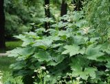 Filipendula camtschatica. Зацветающее растение. Москва, Главный ботанический сад. 14.08.2008.