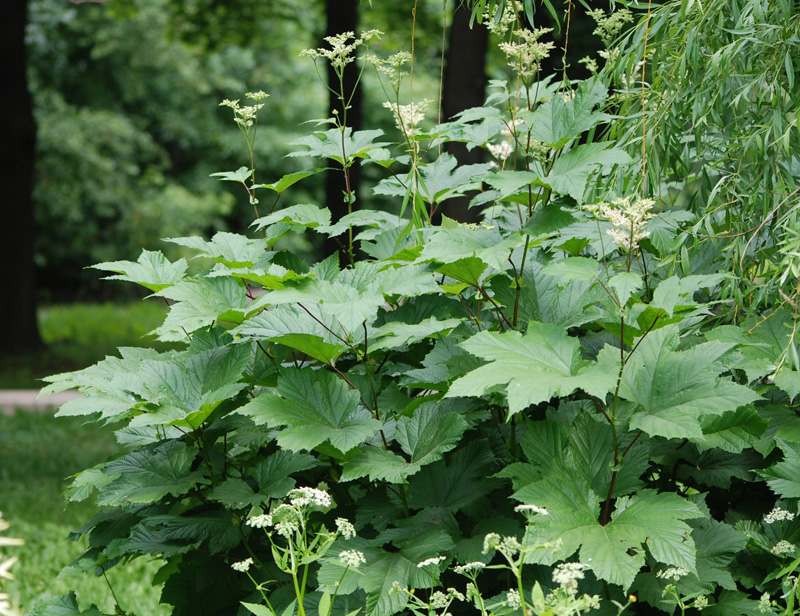 Image of Filipendula camtschatica specimen.