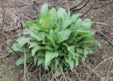 Rumex patientia subspecies orientalis. Вегетирующие растения. Украина, Днепропетровская обл., Криворожский р-н, окр. с. Вольный Табор, дно оврага на правом борте балки. 29.04.2015.