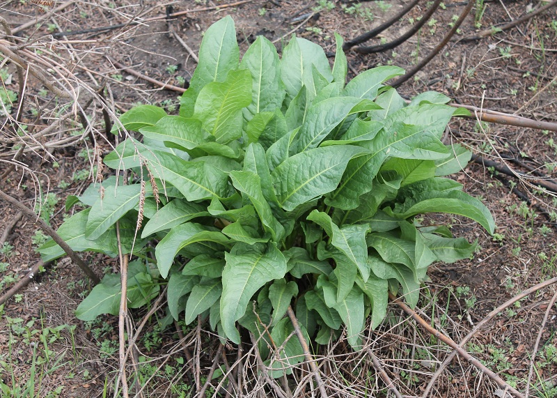 Изображение особи Rumex patientia ssp. orientalis.