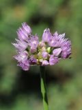 Allium angulosum