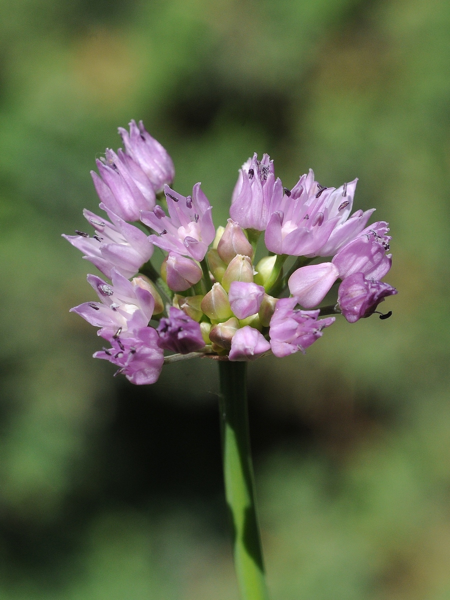 Изображение особи Allium angulosum.