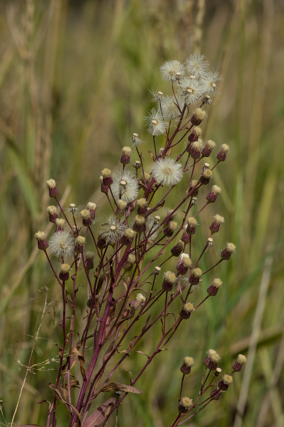 Изображение особи Erigeron uralensis.