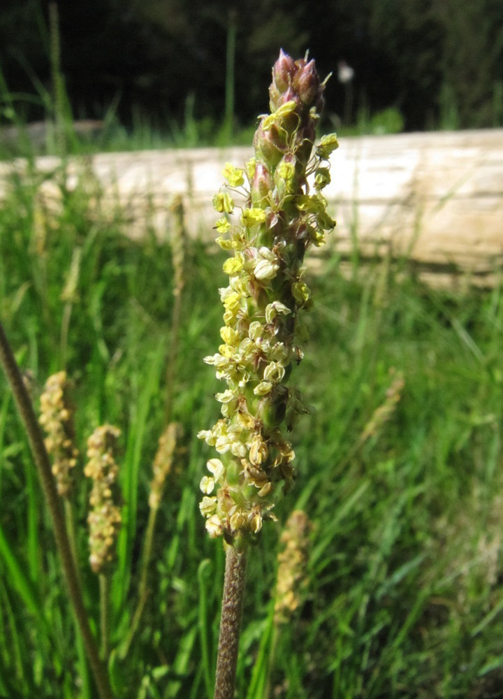 Image of Plantago maritima specimen.