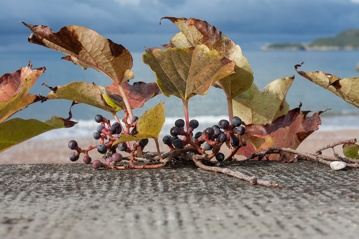 Image of Parthenocissus tricuspidata specimen.