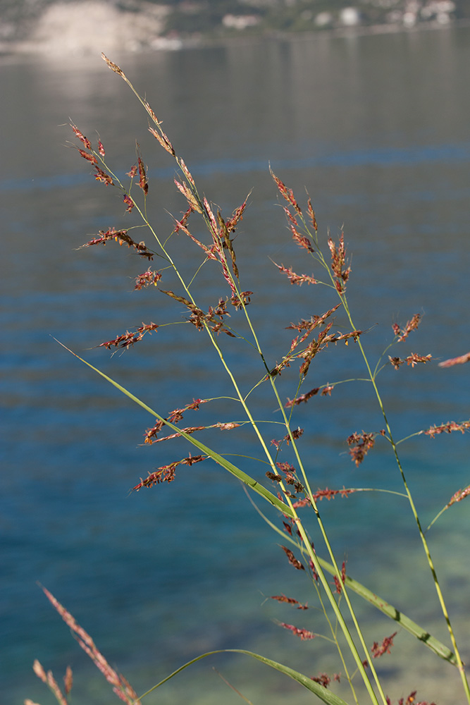 Image of Sorghum halepense specimen.