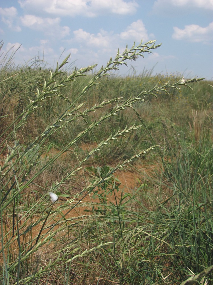 Image of Elytrigia obtusiflora specimen.