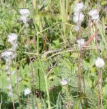 Anemone sylvestris. Плодоносящие растения. Белгородская обл., окр. пос. Борисовка, \"Острасьев яр\". 30.06.2009.