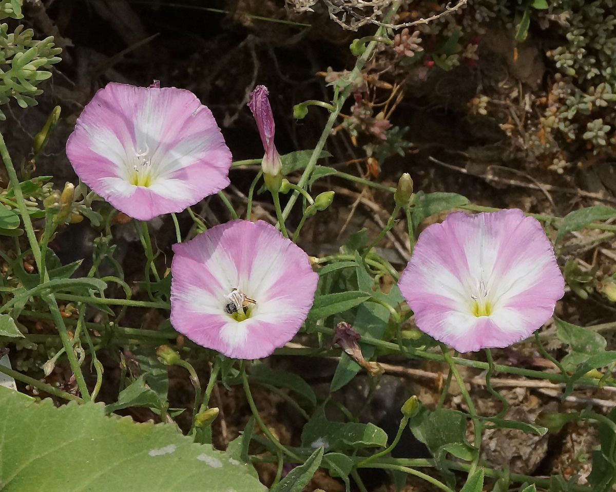 Изображение особи Convolvulus arvensis.