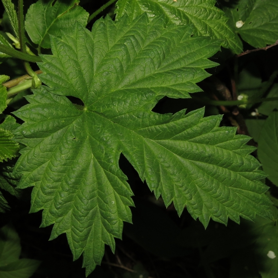 Image of Humulus lupulus specimen.