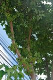 Ficus variegata. Часть кроны и ствола плодоносящего дерева. Таиланд, остров Тао, в поселке. 28.06.2013.