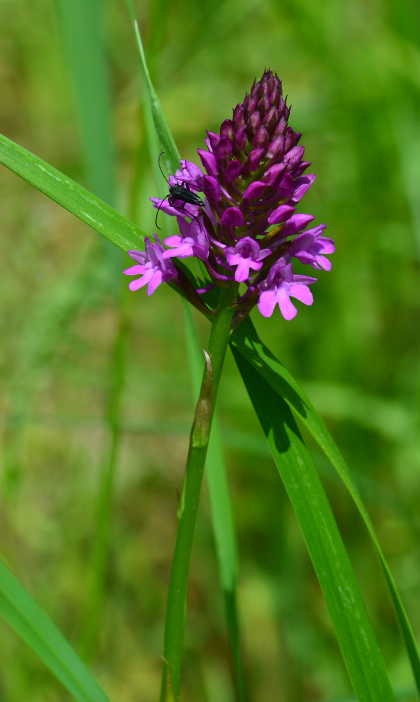 Изображение особи Anacamptis pyramidalis.