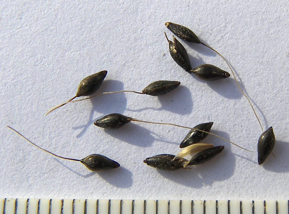 Image of Achnatherum virescens specimen.