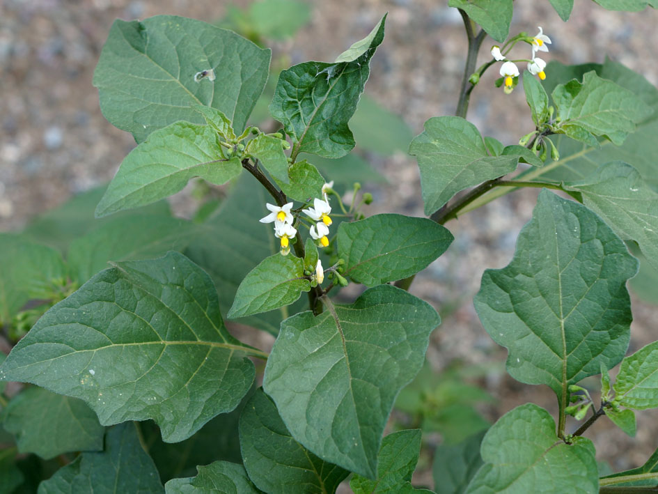 Изображение особи Solanum nigrum.