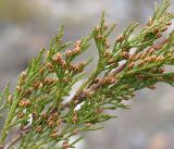 Juniperus sabina