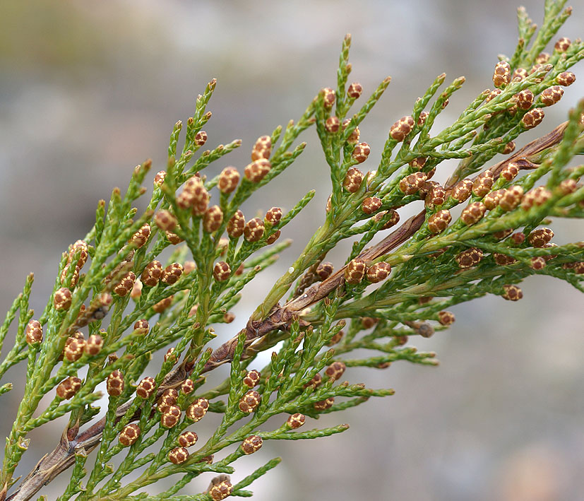 Image of Juniperus sabina specimen.