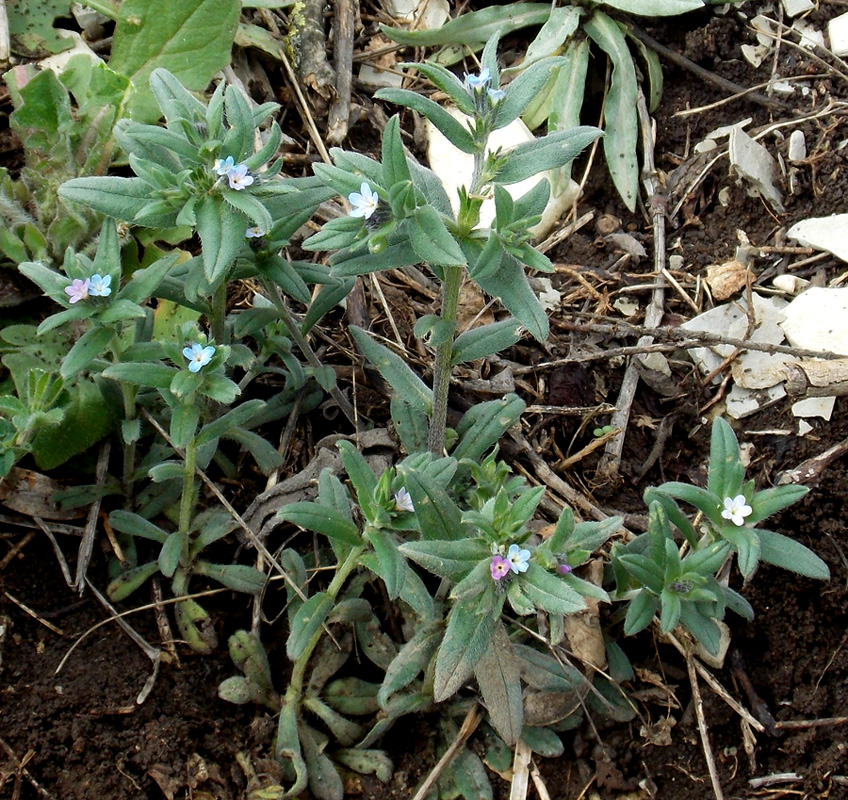 Image of Buglossoides arvensis specimen.