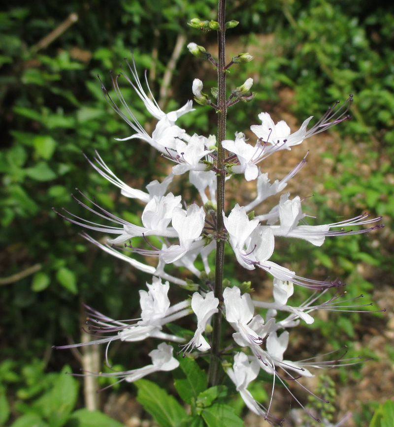 Image of Orthosiphon aristatus specimen.