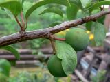 Prunus domestica