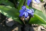 Scilla siberica