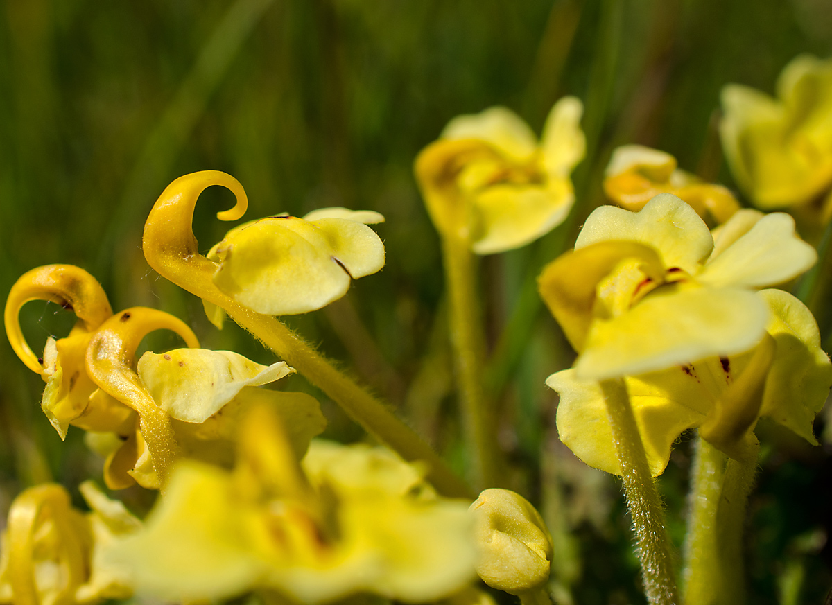 Изображение особи Pedicularis longiflora.