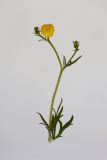 Ranunculus polyanthemos