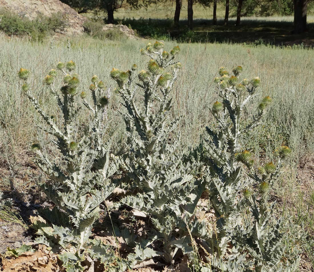 Image of Onopordum acanthium specimen.