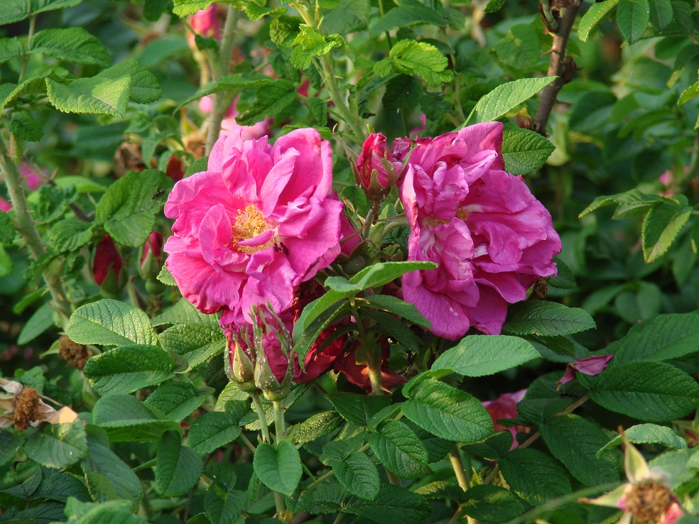 Изображение особи Rosa rugosa.