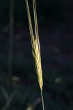 Hordeum spontaneum