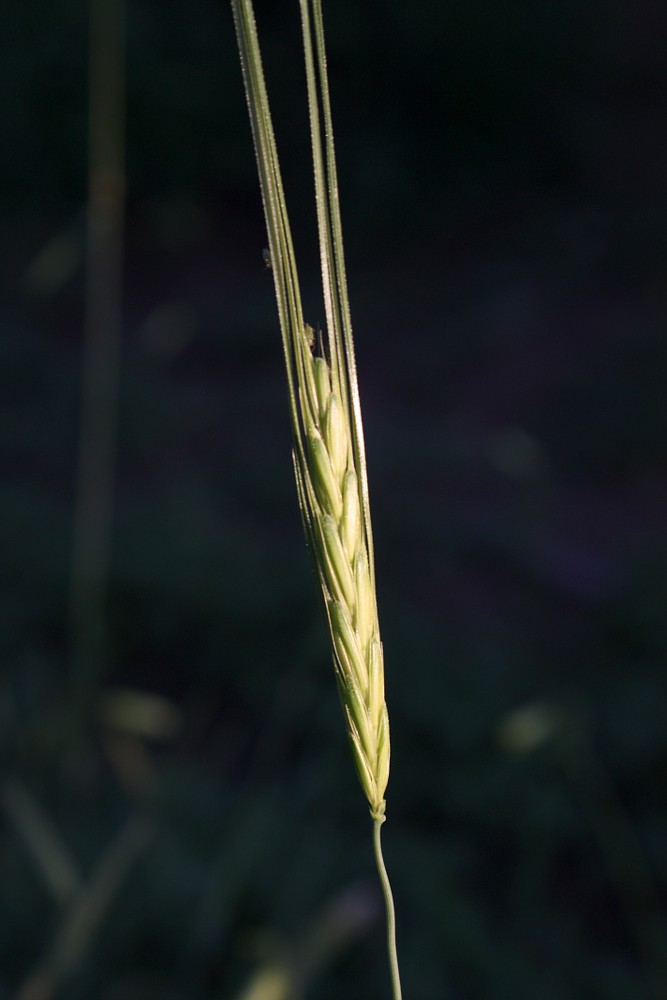 Изображение особи Hordeum spontaneum.