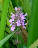 Stachys palustris. Соцветие. Ленинградская обл., Волховский р-н, Старая Ладога, берег р. Елена, притока р. Волхов. 31.08.2009.