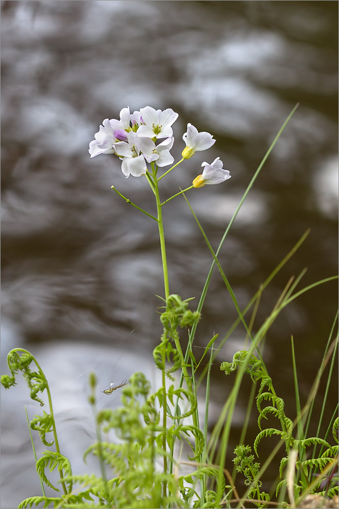 Image of Cardamine dentata specimen.