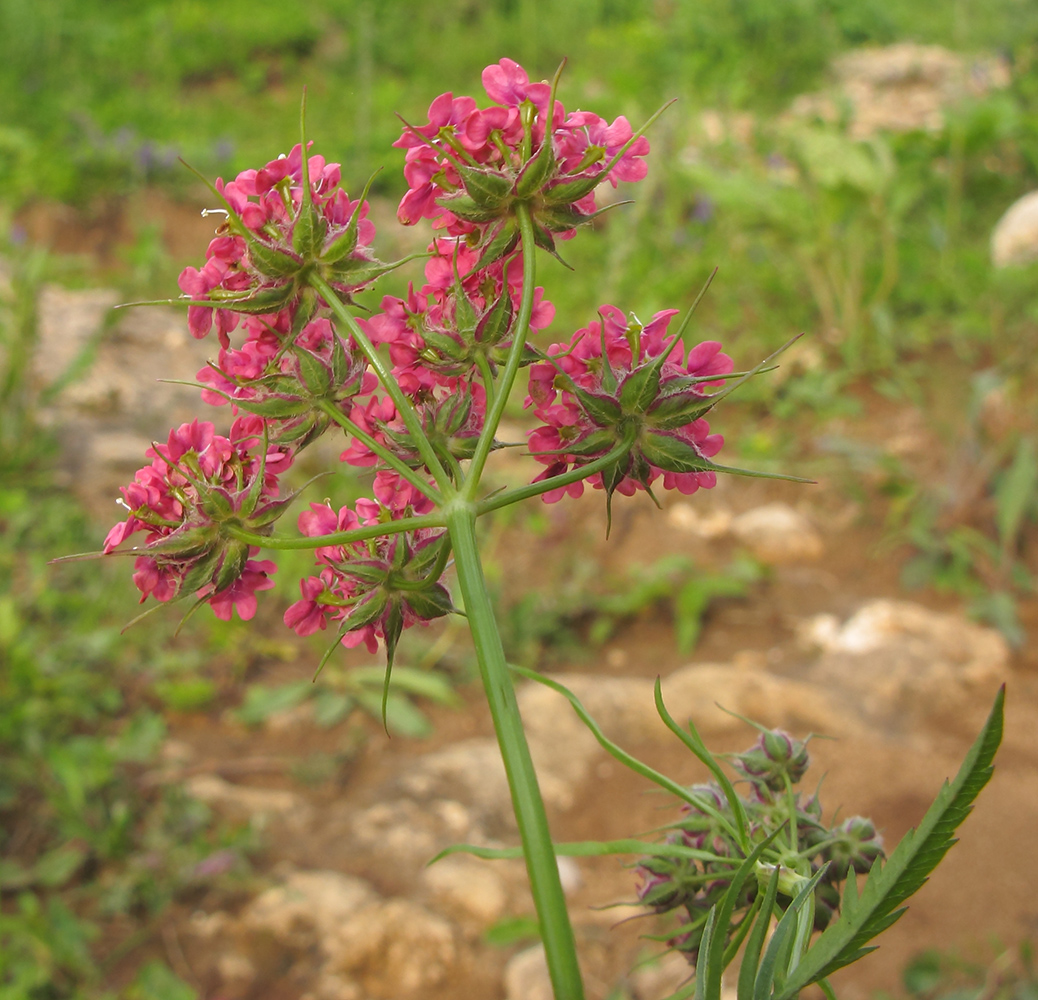 Image of Chaerophyllum rubellum specimen.