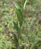 Polygala sibirica. Часть побега. Белгородская обл., Губкинский р-н, запов. «Белогорье», Ямская степь. 14 июня 2009 г.