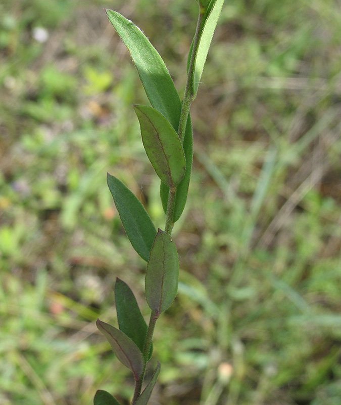 Image of Polygala sibirica specimen.