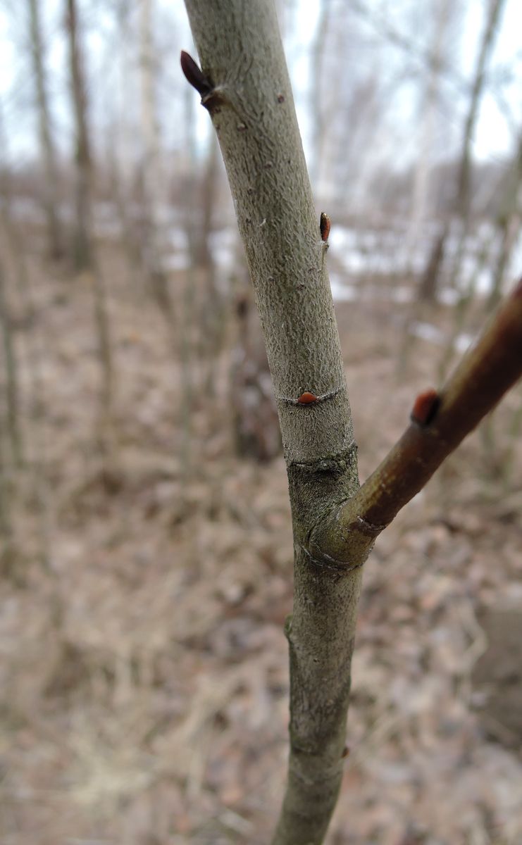 Image of Salix caprea specimen.