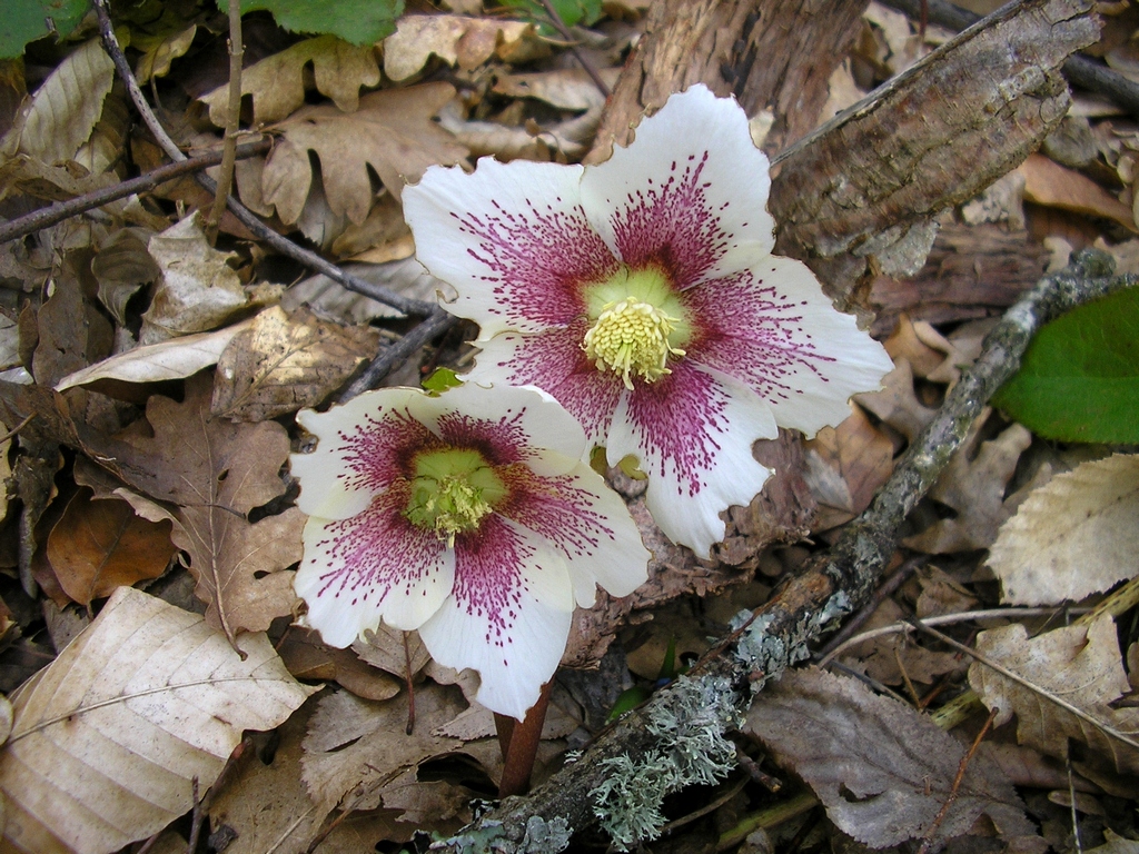 Image of Helleborus caucasicus specimen.