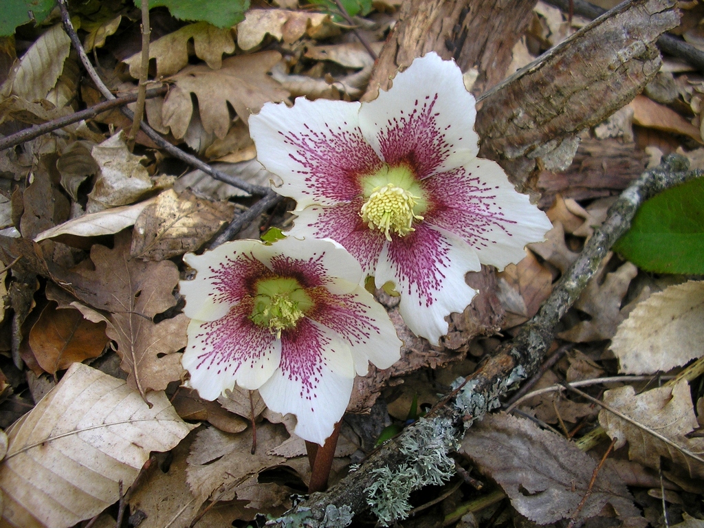 Изображение особи Helleborus caucasicus.