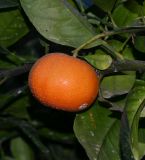 Citrus reticulata