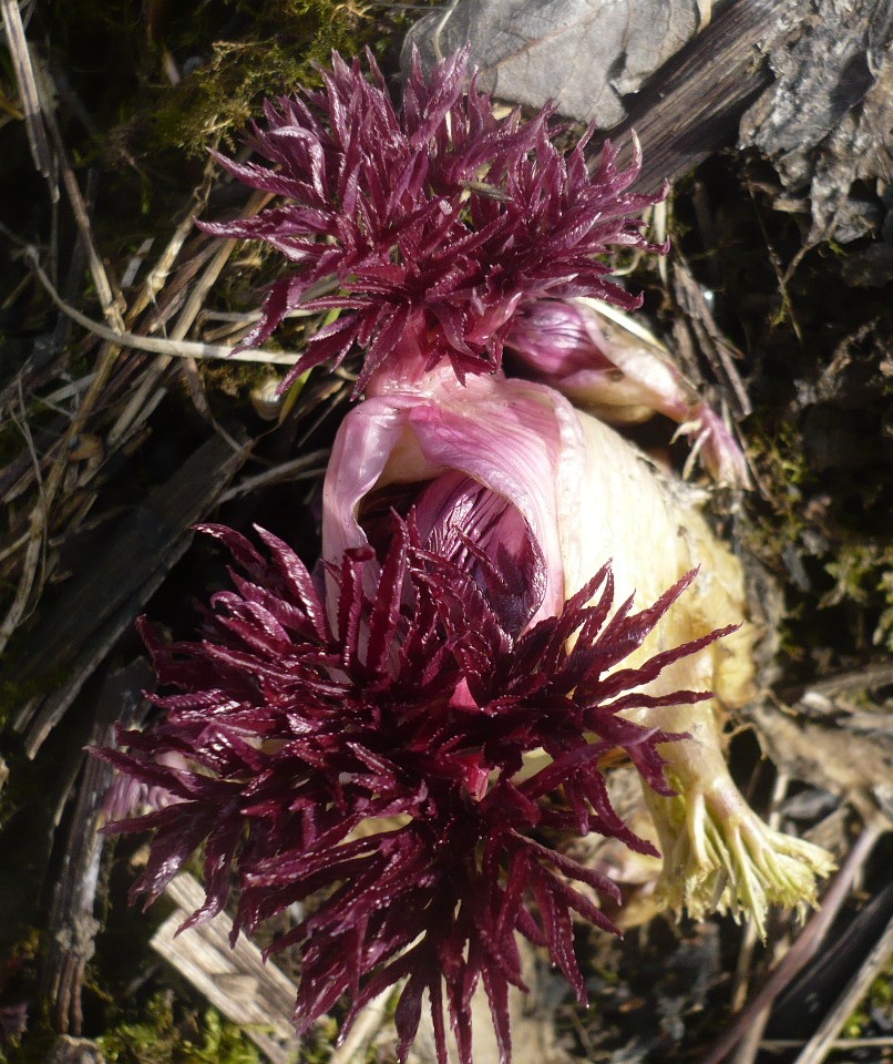 Image of Archangelica decurrens specimen.