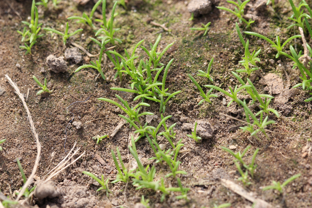 Изображение особи Sagina procumbens.